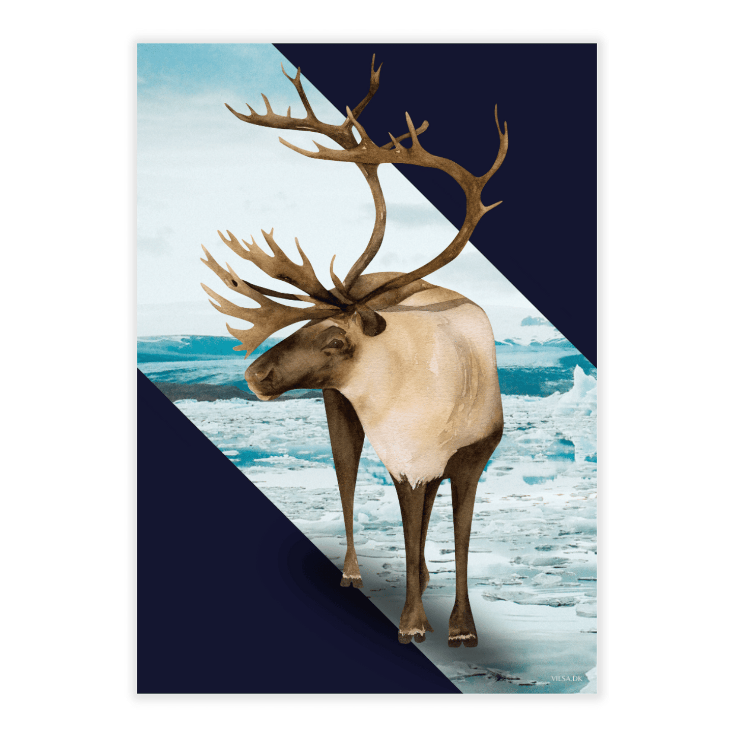 Vilsas dyreserie. Polardyr: Rensdyr
