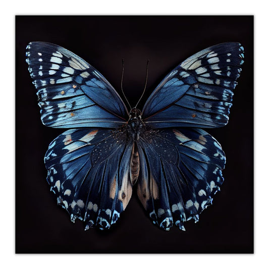 Plakat med stor blå sommerfugl