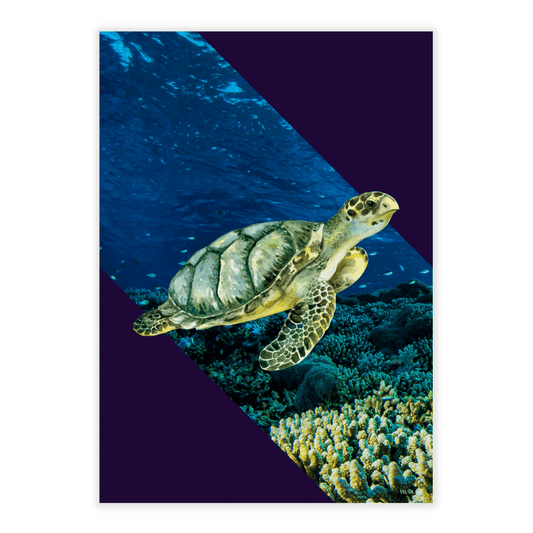 Vilsas dyreserie. koralrevsdyr: skildpadde