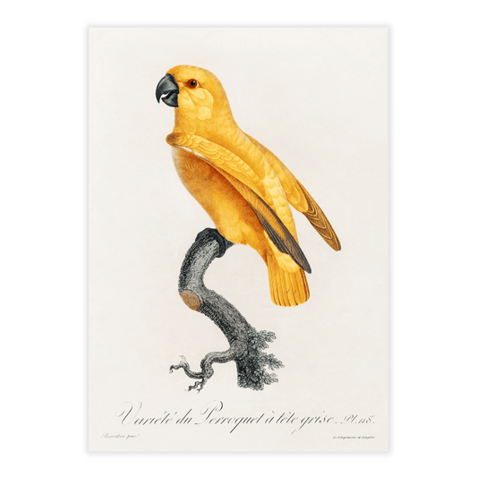 Francois Levaillant papegøje gul