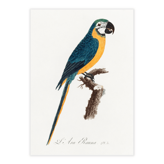 Francois Levaillant papegøje gul og blå