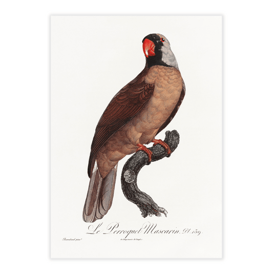 Francois Levaillant papegøje brun