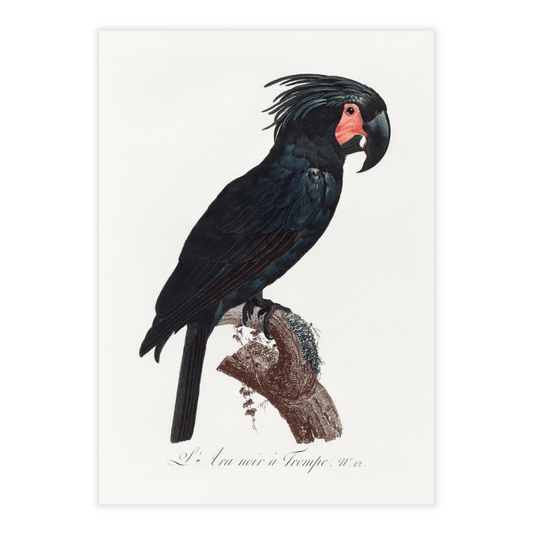 Francois Levaillant papegøje sort