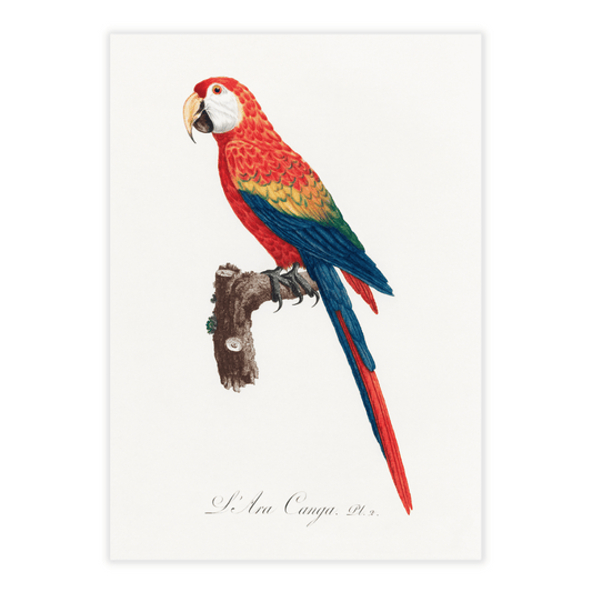 plakat med Francois Levaillant papegøje rød