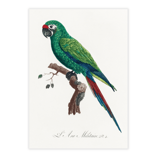 Francois Levaillant papegøje grøn 1