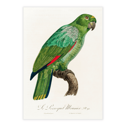 Francois Levaillant papegøje grøn 2